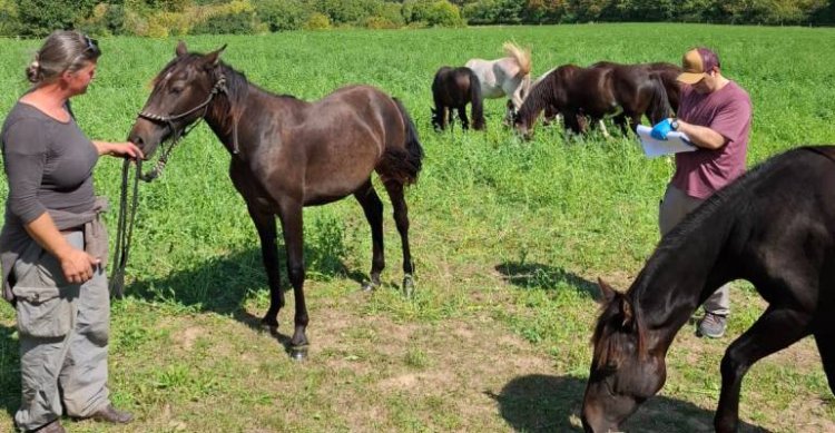 SOFO y Federación de Criadores realizaron primera filiación de Caballos Chilenos en Europa