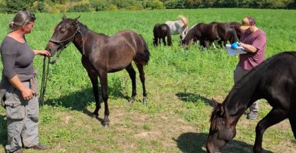 SOFO y Federación de Criadores realizaron primera filiación de Caballos Chilenos en Europa