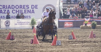 Atractiva competencia de Enganche se realizó en la Semana de la Chilenidad