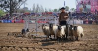 Grandes favoritos del público en la Chilenidad: Los Perros Ovejeros Magallánicos