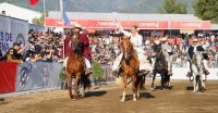 Caballos Peruanos de Paso nuevamente destacaron en la Semana de la Chilenidad
