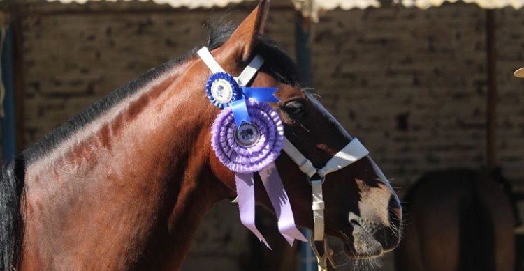 En Ñuble preparan exposición y rodeo para criadores con visita ilustre confirmada