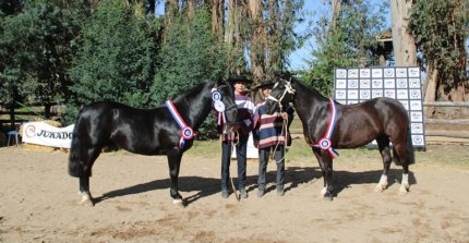 Expo Ñuble: Optimo y Qué Linda La Niña fueron coronados en Pemuco