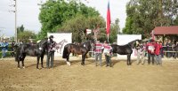 Expogama: Criadores de Cardenal Caro harán su Exposición y una muestra de Aparta en Marchigüe