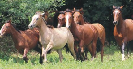 Criaderos Casas del Toqui y Chelita tienen remate este jueves