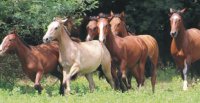 Criaderos Casas del Toqui y Chelita tienen remate este jueves