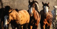 Gonzalo Cardemil y alcances del estudio del genoma del Caballo Chileno: "Será un legado que le vamos a dejar a nuestra nación"