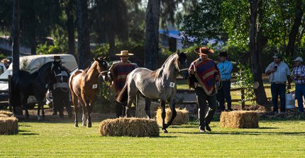 Federación de Criadores afina detalles para gran encuentro en Cabrero