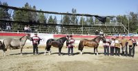 Criadores de Casablanca tienen todo listo para su exposición en Puro Caballo