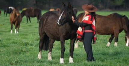 Mateo Rodríguez y cita en Cabrero: Tendrá importantes charlas sobre la proyección del Caballo Chileno en la Funcionalidad