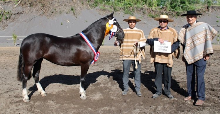 Criadores de Concepción cuentan los días para la Expo Cabrero 2025