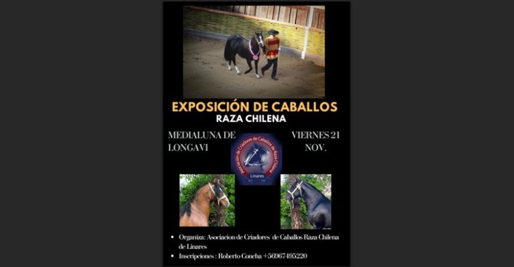 Criadores de Linares están armando su exposición y rodeo en Longaví
