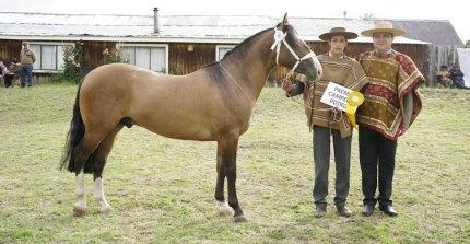 Roberto Standen visitará la Patagonia para conversar de la crianza y proyección del Caballo Chileno