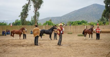 Criadores de Quillota invitan a participar en su exposición