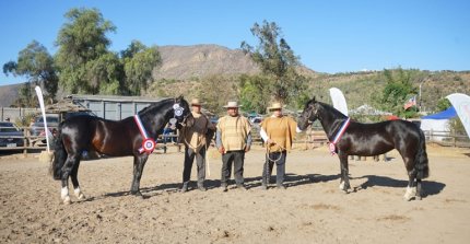 Bosquejo y Fábula fueron los Grandes Campeones en la primera expo de San Felipe de Aconcagua