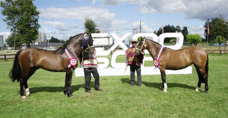 Expo SOFO: Cariñoso brilló en los machos y Farándula repitió triunfo en las hembras