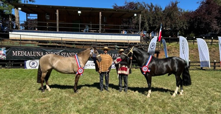Amante y Cómplice se llevaron los máximos premios en la Expo Collipulli