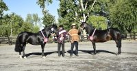 Bío Bío vivirá la Chilenidad con exposición y rodeo para criadores en Los Angeles