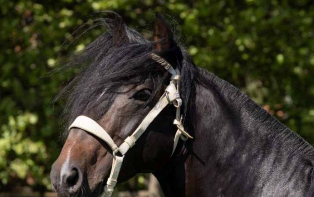 Criaderos Santa Isabel y Ventisqueros Patagonia tiene atractivos remates este miércoles