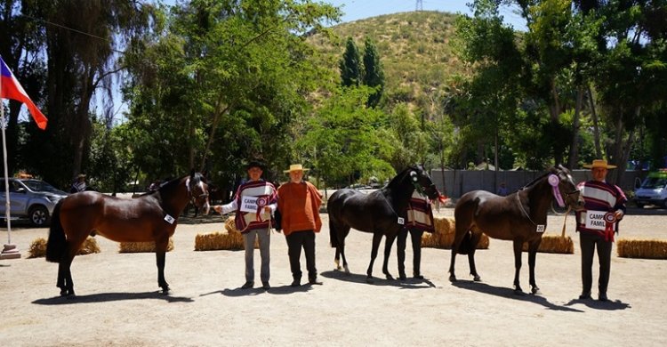 Criadores de Melipilla se preparan para una grata jornada con su exposición en Chocalán