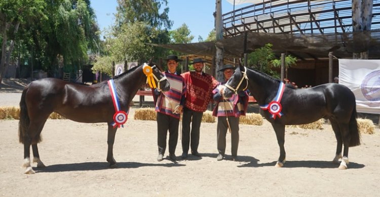 Bochorno y Lujuria dejaron su marca como mejores ejemplares de la Expo Melipilla