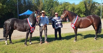Pumanzano Picarona y Santa Catalina de Ancud Florido: Los mejores en la Expo Ancud Chiloé
