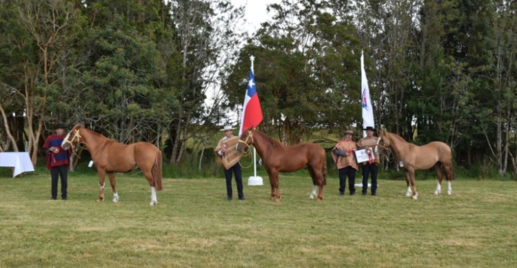 Los Grandes Premios de la Expo Castro Chiloé 2025