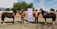 Criadores de Los Ríos vivirán intenso fin de semana con exposición y rodeo en Paillaco