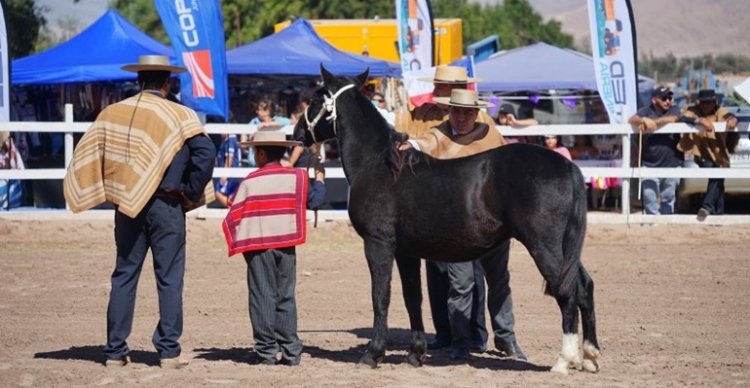 Criadores de Atacama harán exposición y fecha completa de pruebas funcionales en Copiapó