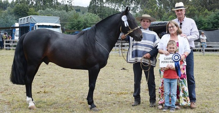 Cotrilla celebra llegada de El Molino Mediero con el Gran Campeón Macho en Paillaco