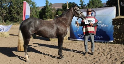 Los premiados por categoría de la Expo Choapa 2025-2026