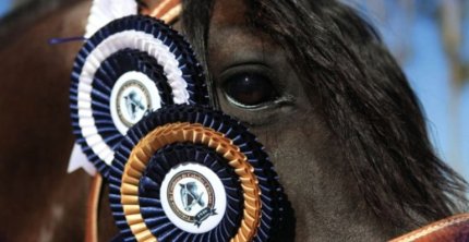 Federación de Criadores informó los jurados para las Finales de Exposiciones y de Funcionalidad