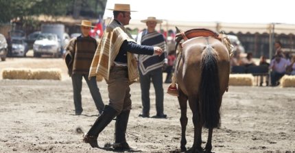 La gran definición de la Rienda Sin Fronteras en Pemuco 2026