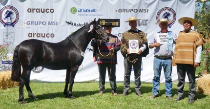 Las Casas de Diguillín destacó en la Expo Nacional: Etiqueta Negra ganó Mejor Cabeza y Reservado Potrillo