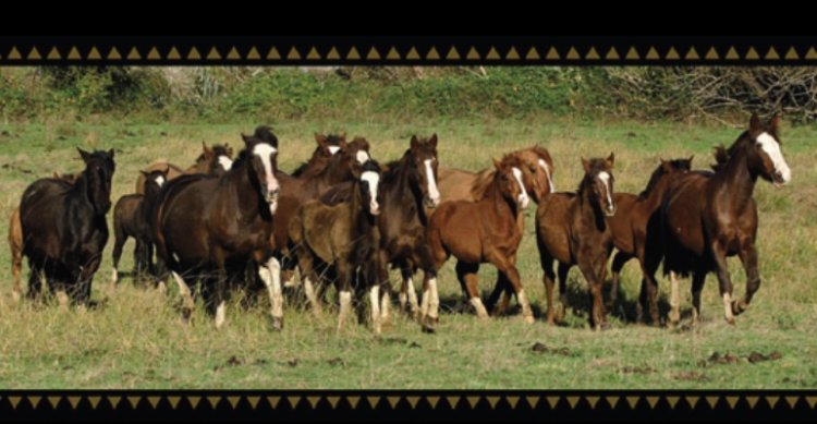 Criaderos Alta Gracia y Don Autor salen a remate este jueves