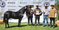 Las Casas de Diguillín destacó en la Expo Nacional: Etiqueta Negra ganó Mejor Cabeza y Reservado Potrillo
