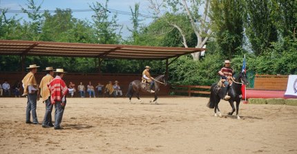 Temporada 2025-2026 marcó récord histórico con 36 exposiciones oficiales de Caballos Chilenos