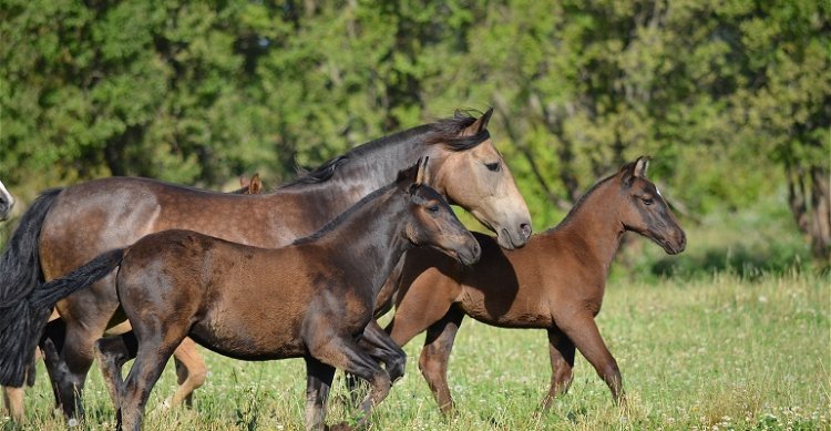 Vuelve el Consejo Veterinario: ¿Qué es más importante: el forraje o el alimento en un caballo de deporte?