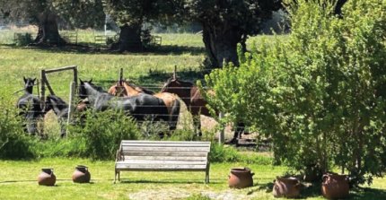 Criadero El Nevado sale a martillo con un interesante catálogo