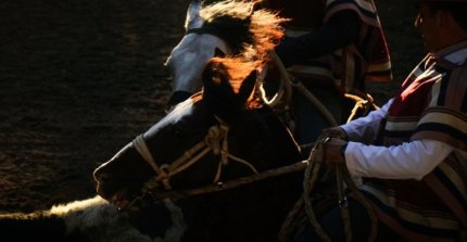 José Manuel Pozo y el ganado de Ferochi usado en los Clasificatorios: Fue muy bueno y del peso correspondiente