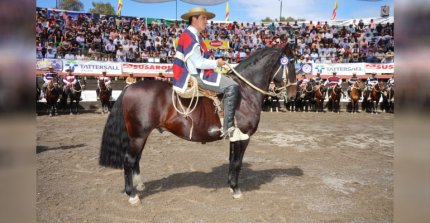 Palmas de Peñaflor Romancero repitió el Sello de Raza en el Clasificatorio de Melipilla