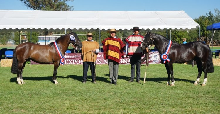 Los Grandes Campeones Favorita y Delegado se presentarán en Rancagua