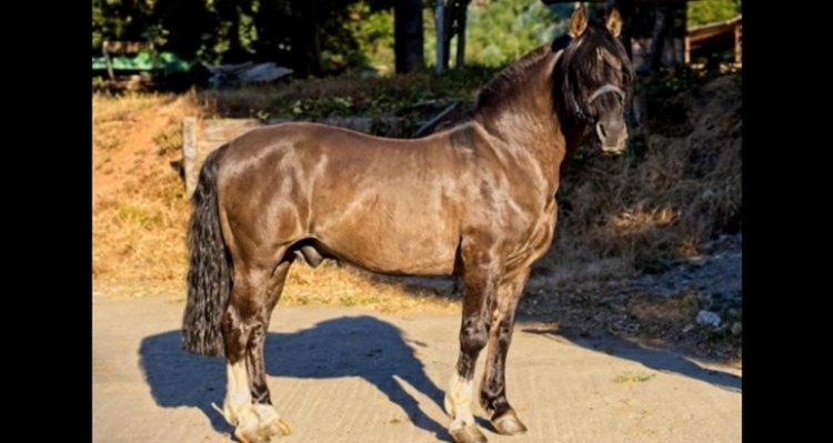 Peleco brilló en la Cuarta Atajada con Ronaldo como el padre con más hijos clasificados en Rancagua