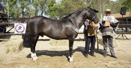 Los premiados por categoría de la Expo Cauquenes 2026