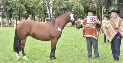 Diluvio y Tía Maca fueron coronados como Grandes Campeones en la Expo Cautín de Otoño