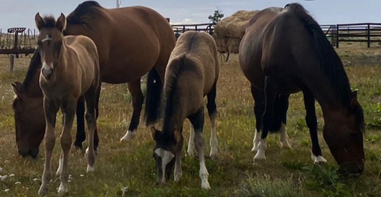 Criadores de Magallanes tuvieron interesante charla sobre Bienestar Animal en Equinos