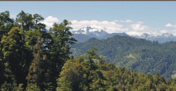 Criaderos San Miguel y Don Horacio, Peñas Verdes, Santa Ana de Pile y Curamavida salen a remate