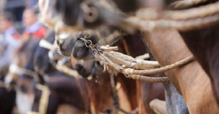 [PREVIA] La cuenta regresiva para la Final Nacional de Rodeo Femenino