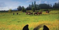 El Rosario y otros criadores salen a martillo con caballos corriendo