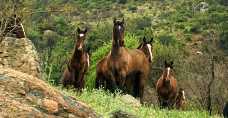 Criadero Santa Elba tiene venta en privado de destacados potrillos